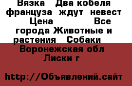  Вязка ! Два кобеля француза ,ждут  невест.. › Цена ­ 11 000 - Все города Животные и растения » Собаки   . Воронежская обл.,Лиски г.
